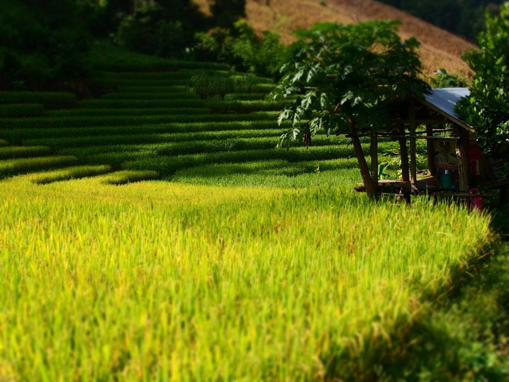 Kowitfarmstay Ban Mae Pan Noi Eksteriør billede