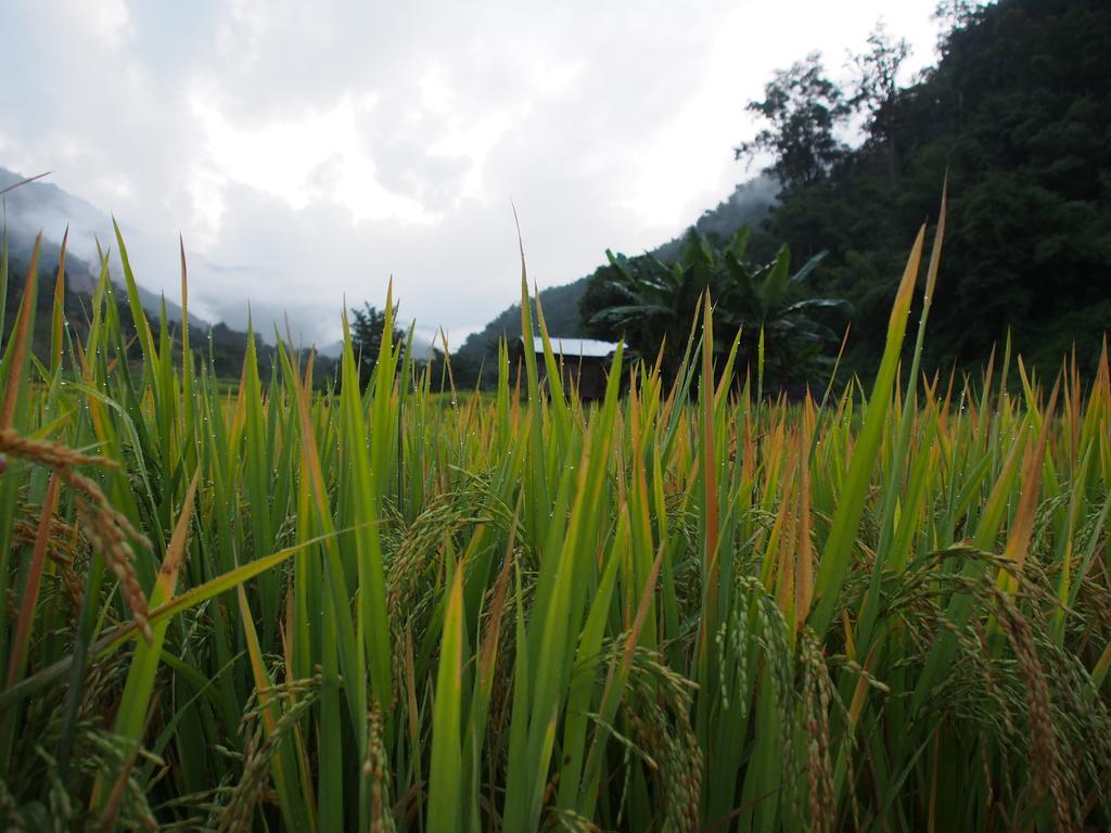 Kowitfarmstay Ban Mae Pan Noi Eksteriør billede