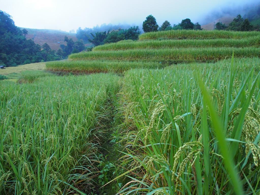 Kowitfarmstay Ban Mae Pan Noi Eksteriør billede