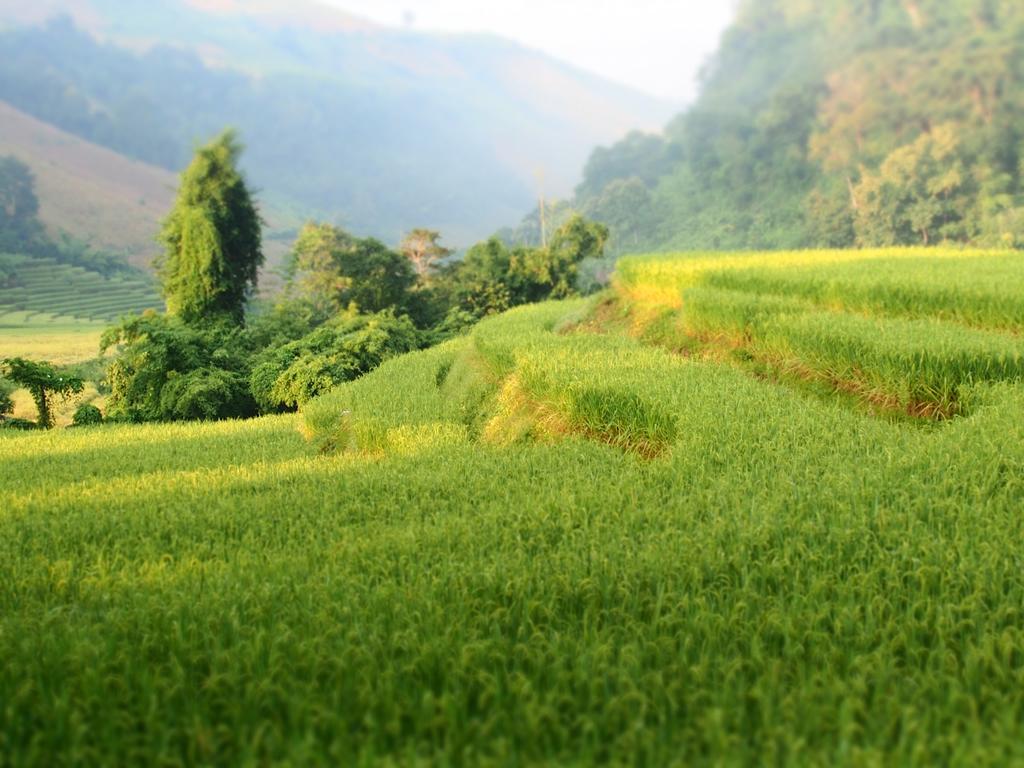 Kowitfarmstay Ban Mae Pan Noi Eksteriør billede